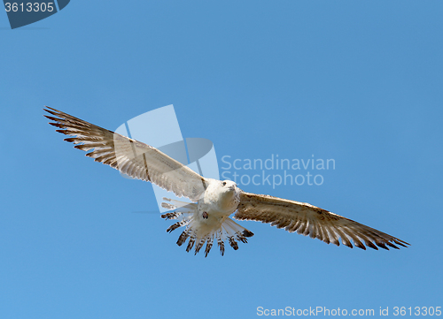 Image of Beautiful seagull sea  