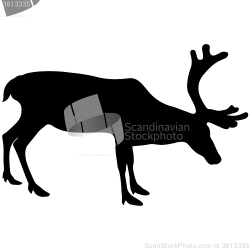 Image of Silhouette deer with great antler on white background. 