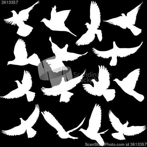 Image of Concept of love or peace. Set of silhouettes of doves. 