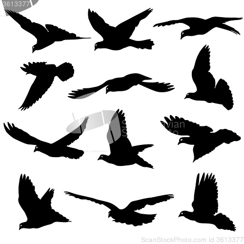 Image of Concept of love or peace. Set of silhouettes of doves. 