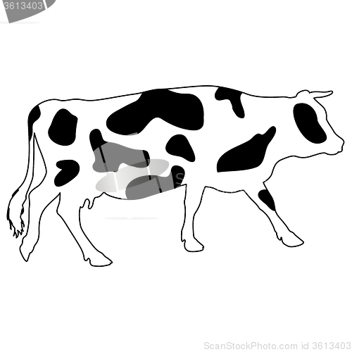 Image of Silhouettes of spotted cow. illustration.