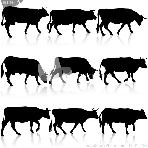 Image of Collection  black silhouettes of cow. illustration.
