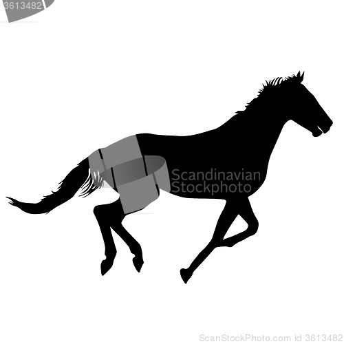 Image of  silhouette of black mustang horse illustration
