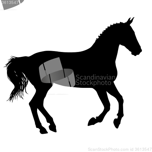 Image of  silhouette of black mustang horse illustration