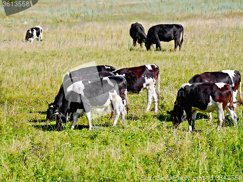 Image of Cows black and white herd