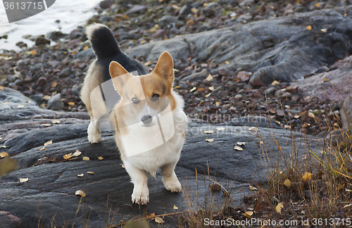 Image of corgi by the sea