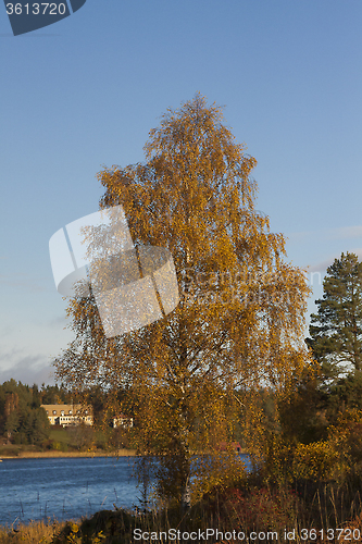 Image of birch tree in fall