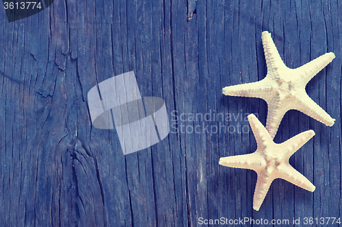 Image of starfish