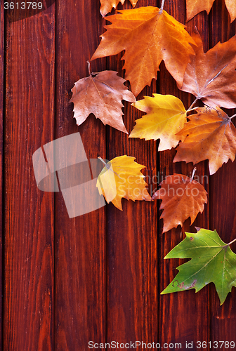 Image of autumn background