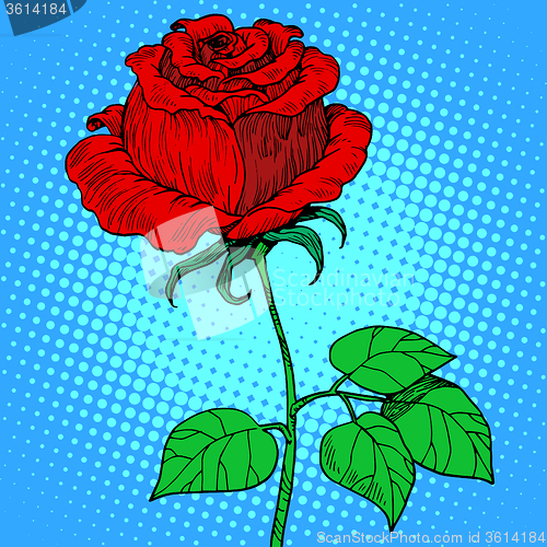 Image of Rose red flower