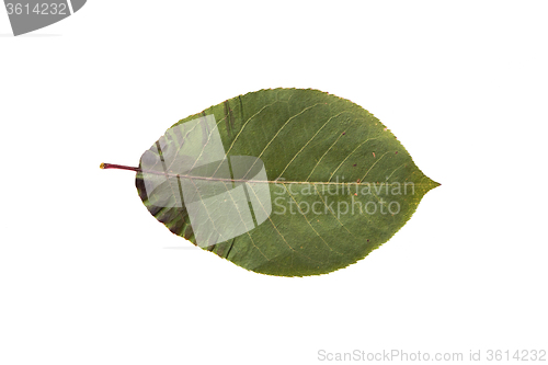 Image of dry fallen chokeberry tree leaf