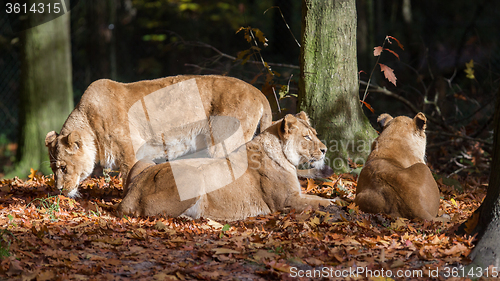 Image of Three Lionesses enjoying the sun