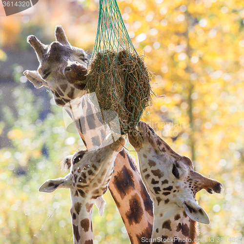 Image of Three giraffes eating hay 