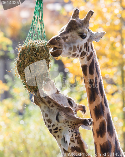 Image of Three giraffes eating hay 