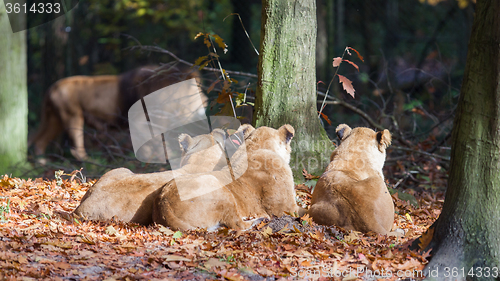 Image of Three Lionesses enjoying the sun