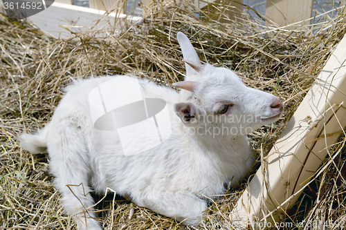 Image of the young goat eating hay 