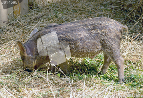 Image of the young boars eating hay