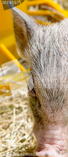 Image of the young boars eating hay