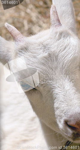 Image of the young goat eating hay 