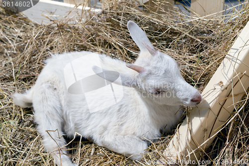 Image of the young goat eating hay 