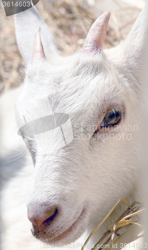 Image of the young goat eating hay 