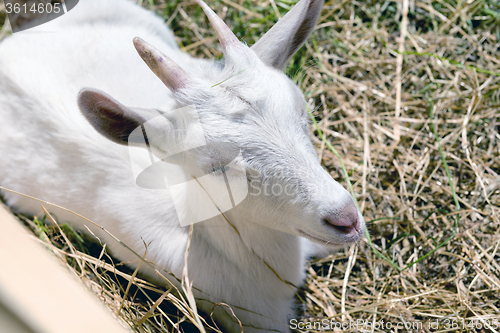 Image of the young goat eating hay 