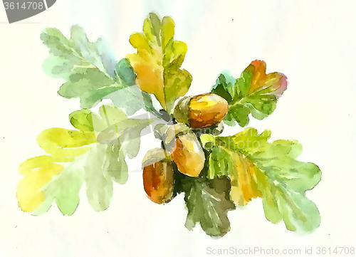 Image of Autumn  background. Illustration  acorns.
