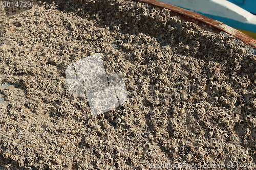 Image of tunicates attached to boat's hull_5961