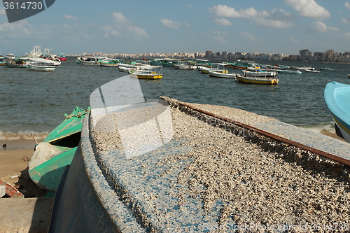 Image of tunicates attached to boat's hull_5962