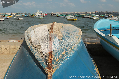 Image of tunicates attached to boat's hull_5963