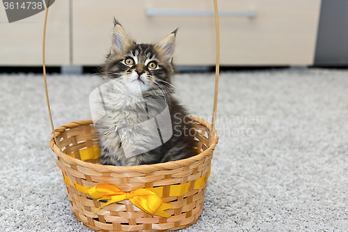 Image of Small coon kitten in basket