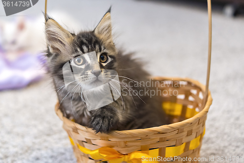 Image of Mainecoon kitten in basket