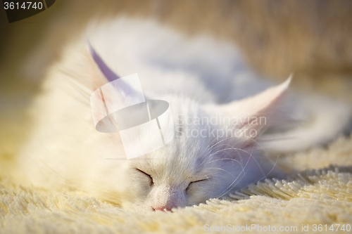 Image of White maine coon kitten sleeps