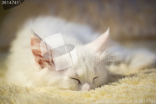 Image of White coon kitten sleeps