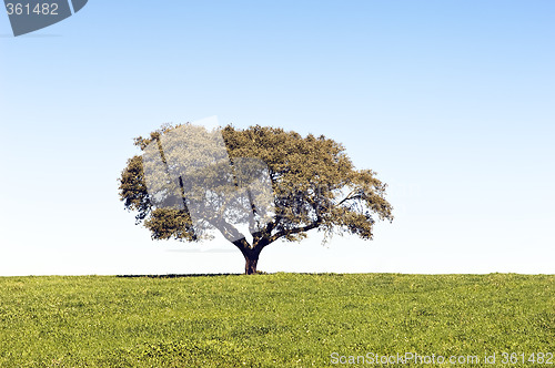 Image of Lonely tree