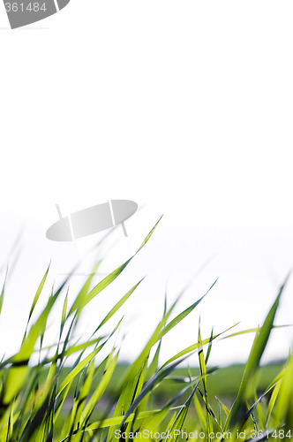 Image of Grass blades