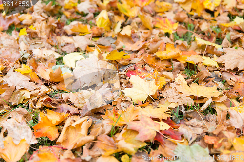 Image of close up of fallen maple leaves on grass