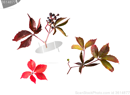 Image of autumn grape leaves and bunch with berries