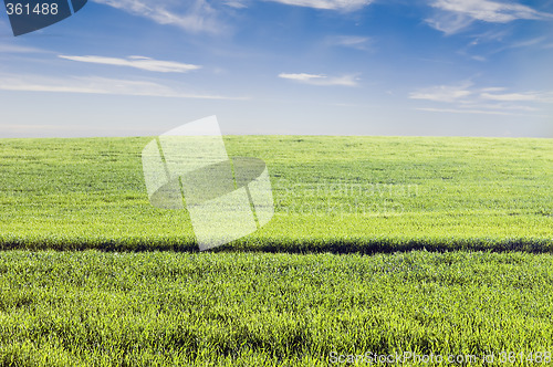 Image of Crop field