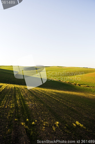 Image of Undulate field