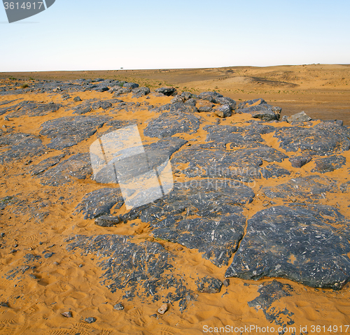 Image of  old fossil in  the desert of morocco sahara and rock  stone sky