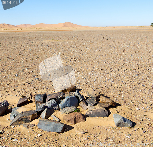 Image of  bush old fossil in  the desert of morocco sahara and rock  ston