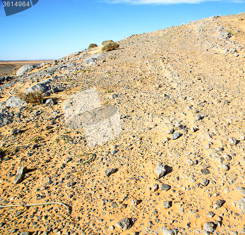 Image of  old fossil in  the desert of morocco sahara and rock  stone sky