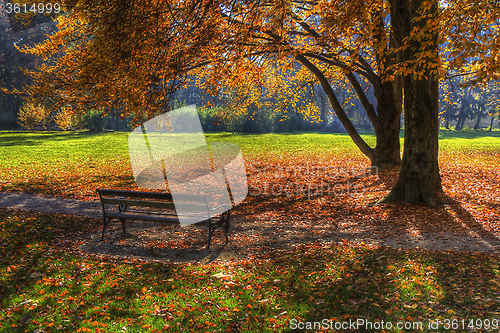 Image of Colorful foliage in the trees