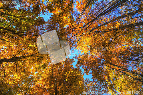 Image of Colorful foliage in the trees