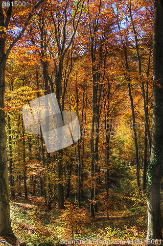 Image of Colorful foliage in the trees