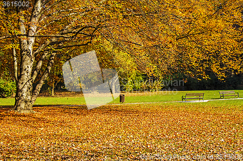 Image of Colorful foliage in the trees