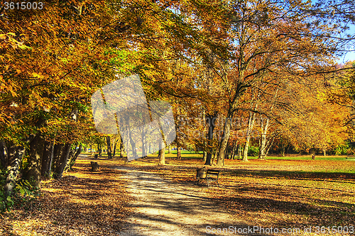 Image of Colorful foliage in the trees