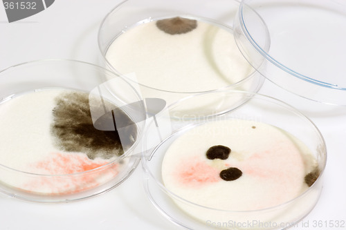 Image of Petri Dishes