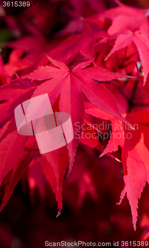 Image of Red autumn leaves